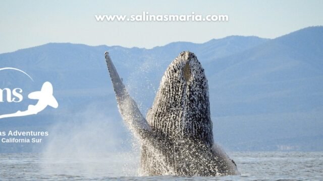 Maria Salinas | Sea Adventures | La Ventana