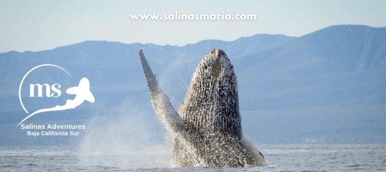 Maria Salinas | Sea Adventures | La Ventana